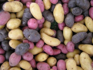 Potatoes Fingerling Mixed /kg